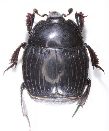 Margarinotus brunneus